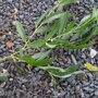 Salix sepulcralis 'Chrysocoma'